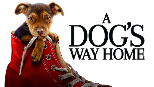 is a dogs way home a true story